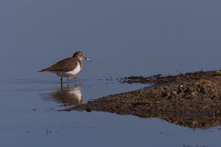 Actitis hypoleucos - Andarríos chico