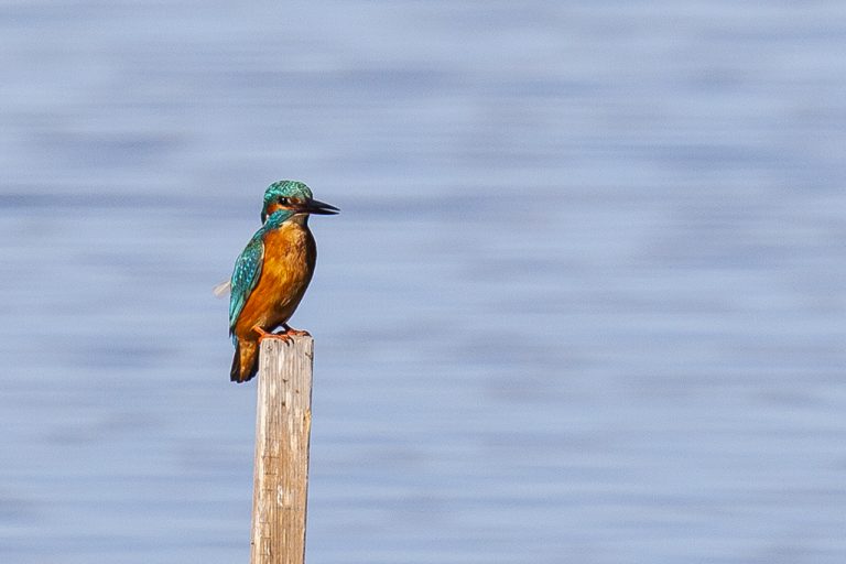 Alcedo atthis - Martín pescador