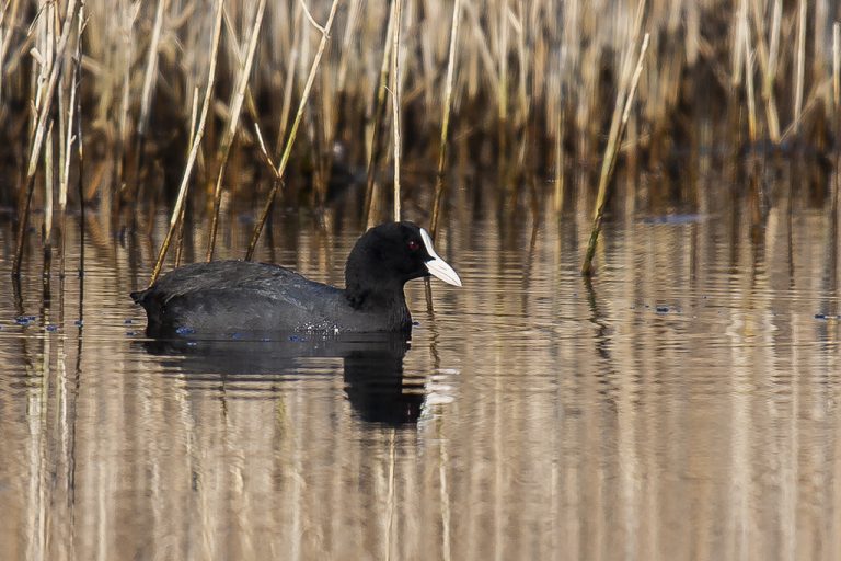 Fulica atra - Focha común