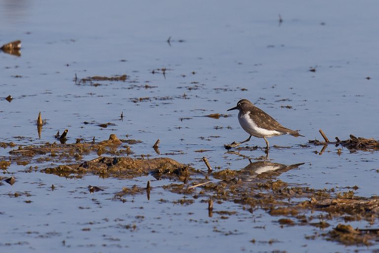 Actitis hypoleucos - Andarríos chico