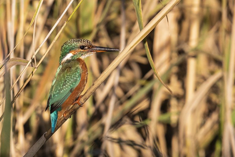 Alcedo atthis - Martín pescador