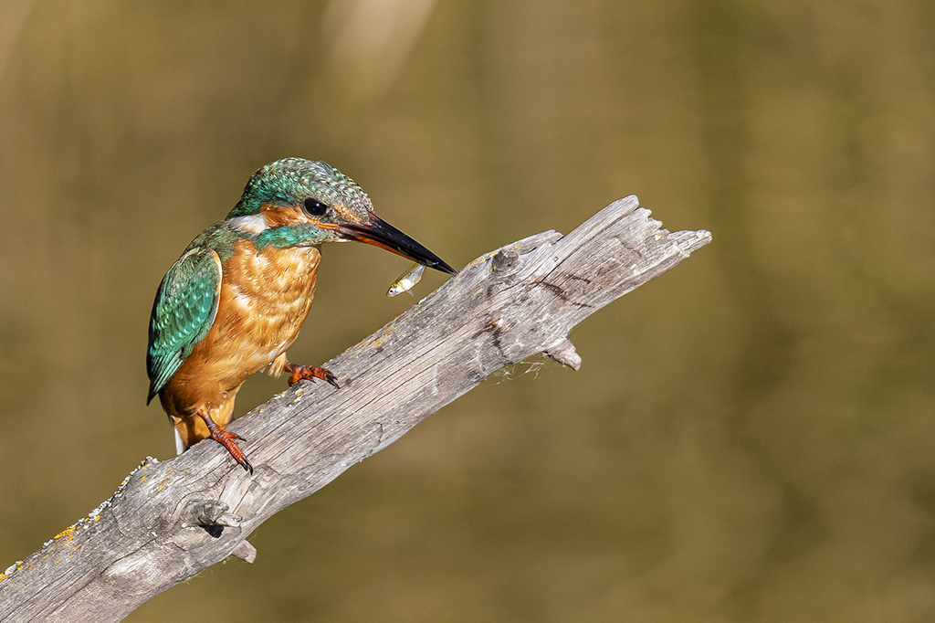 Alcedo atthis - Martín pescador