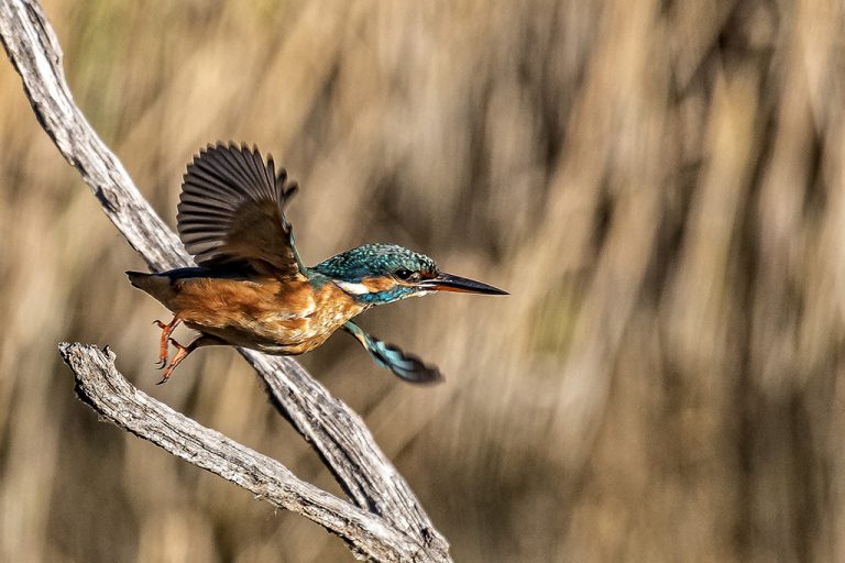 Alcedo atthis - Martín pescador