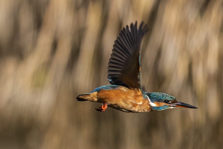 Alcedo atthis - Martín pescador