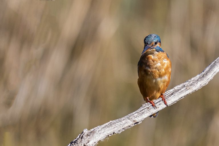 Alcedo atthis - Martín pescador