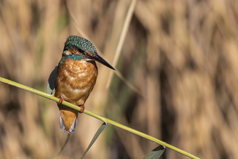 Alcedo atthis - Martín pescador