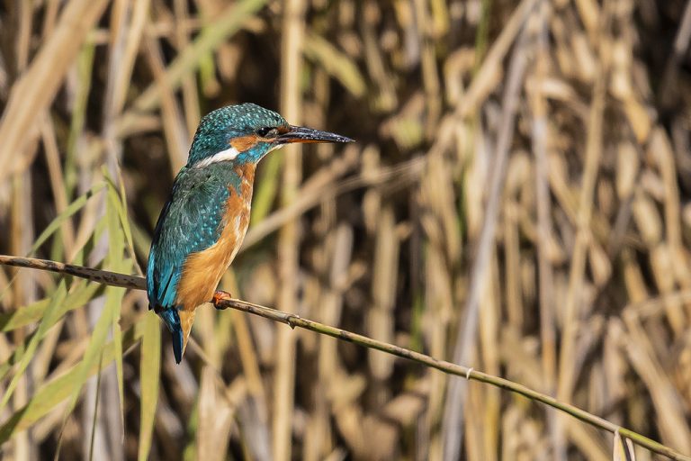 Alcedo atthis - Martín pescador