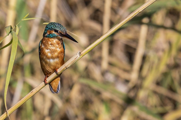 Alcedo atthis - Martín pescador