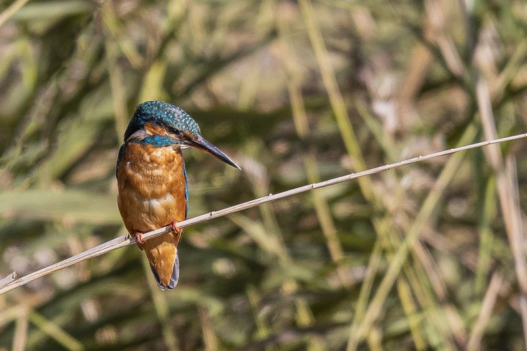 Alcedo atthis - Martín pescador