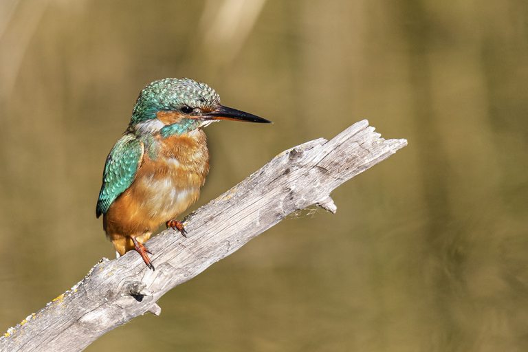 Alcedo atthis - Martín pescador