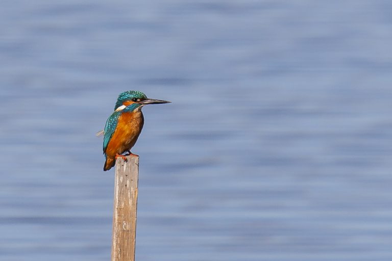 Alcedo atthis - Martín pescador