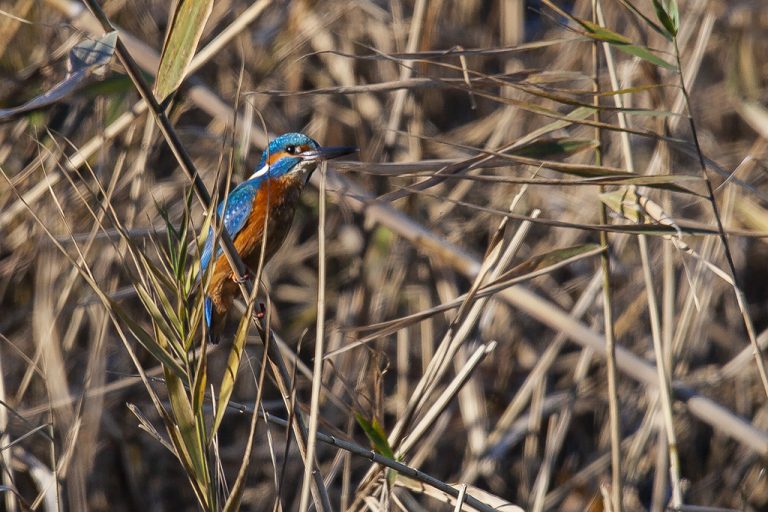 Alcedo atthis - Martín pescador