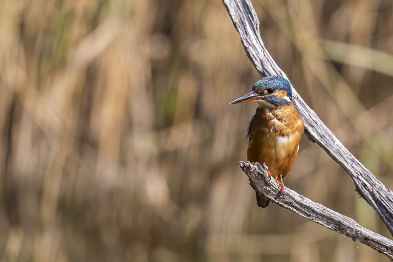 Alcedo atthis - Martín pescador