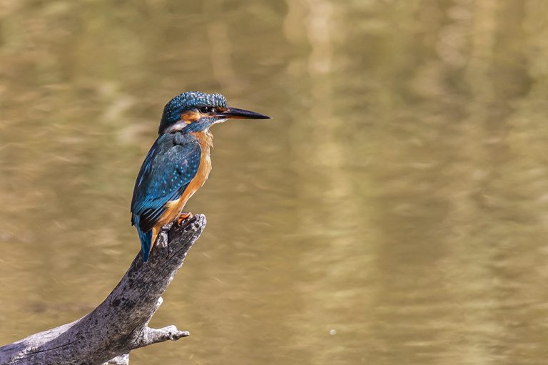 Alcedo atthis - Martín pescador