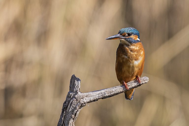 Alcedo atthis - Martín pescador