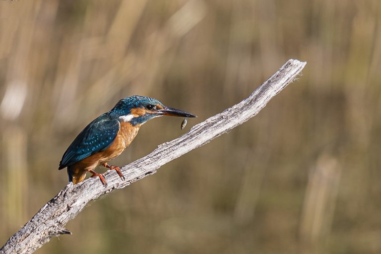 Alcedo atthis - Martín pescador