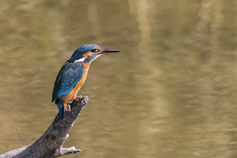 Alcedo atthis - Martín pescador