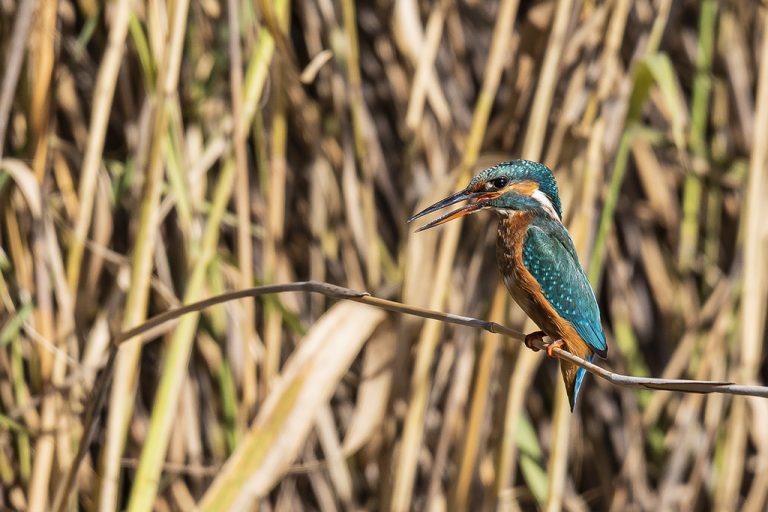 Alcedo atthis - Martín pescador