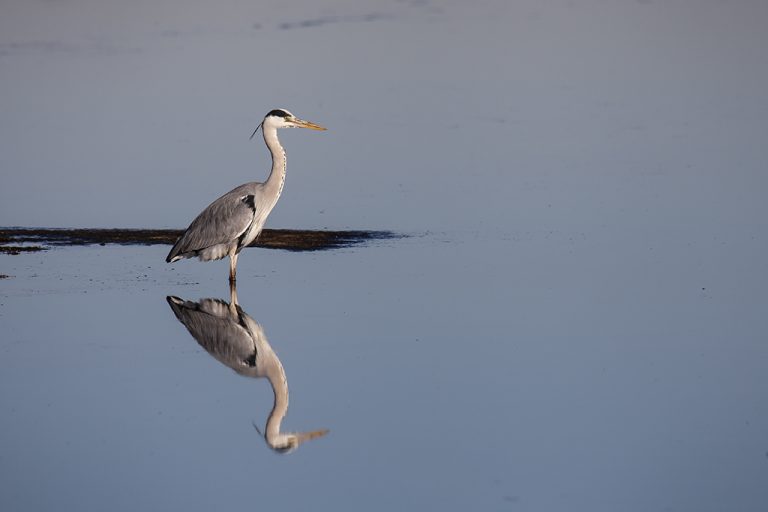 Ardea cinerea - Garza real