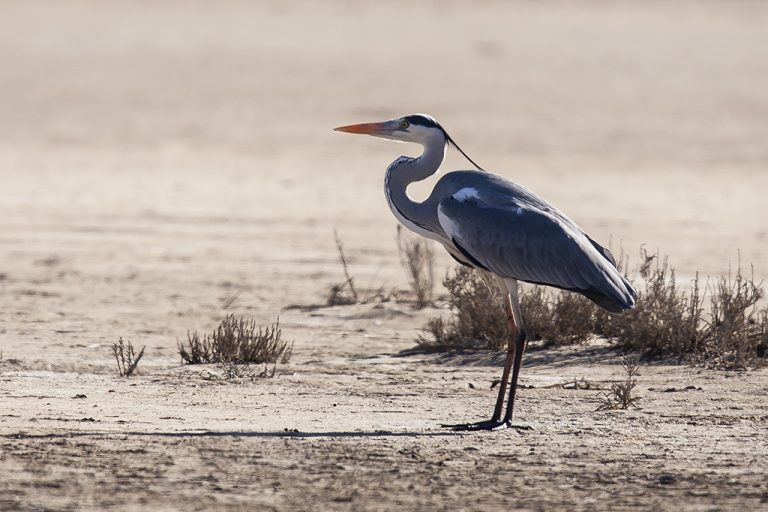 Ardea cinerea - Garza real