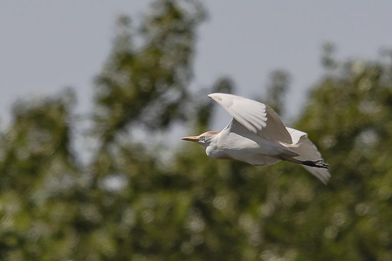 Bubulcus ibis - Garcilla bueyera