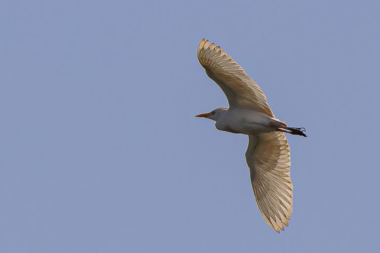 Bubulcus ibis - Garcilla bueyera