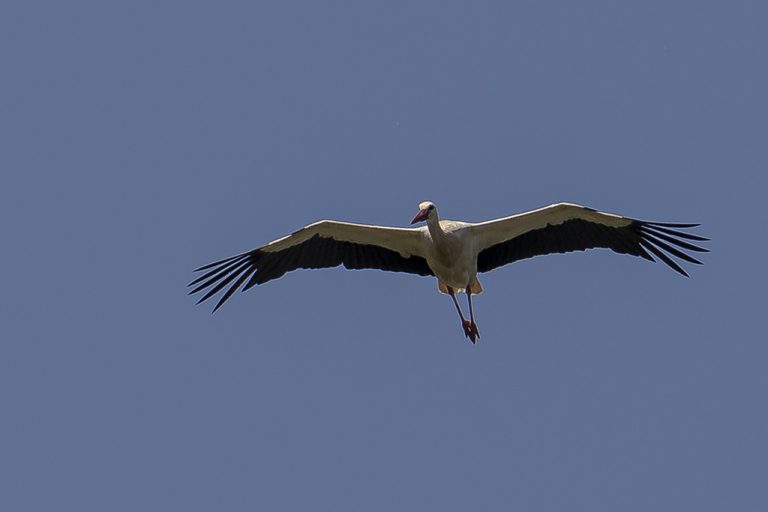 Ciconia ciconia - Cigüeña blanca