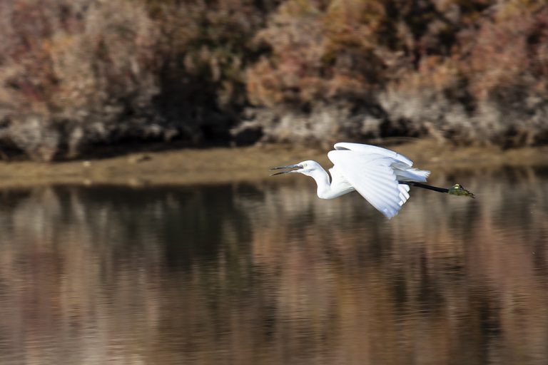 Egretta garzetta - Garceta común