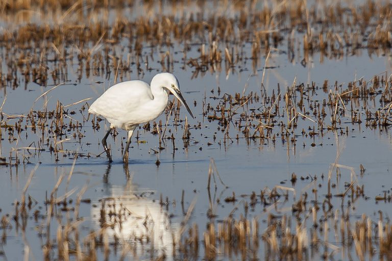 Egretta garzetta - Garceta común