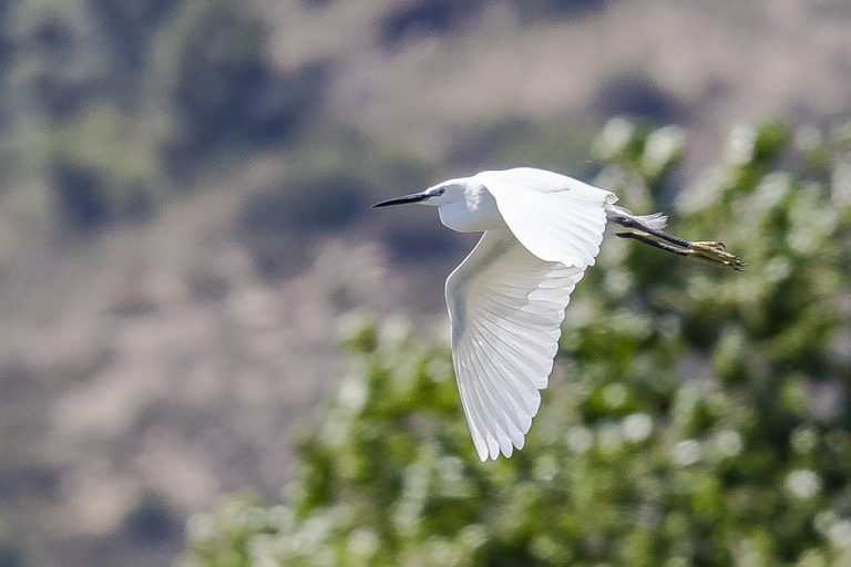 Egretta garzetta - Garceta común