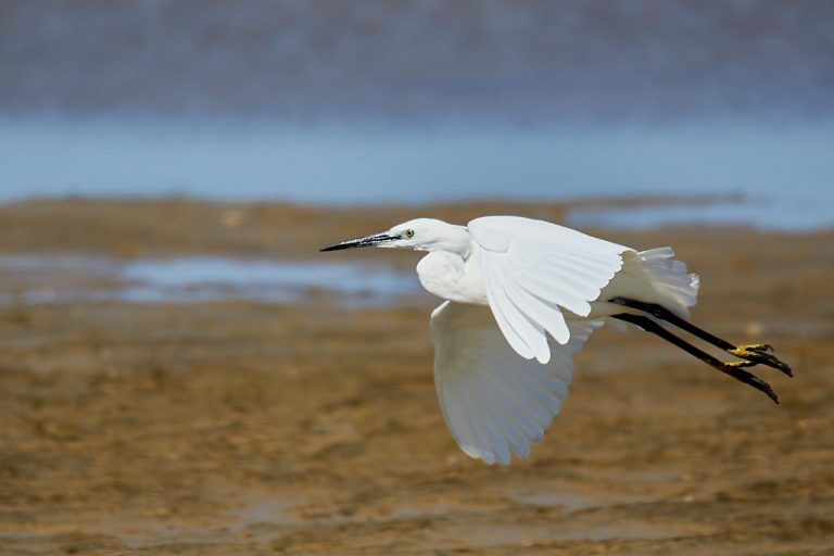 Egretta garzetta - Garceta común