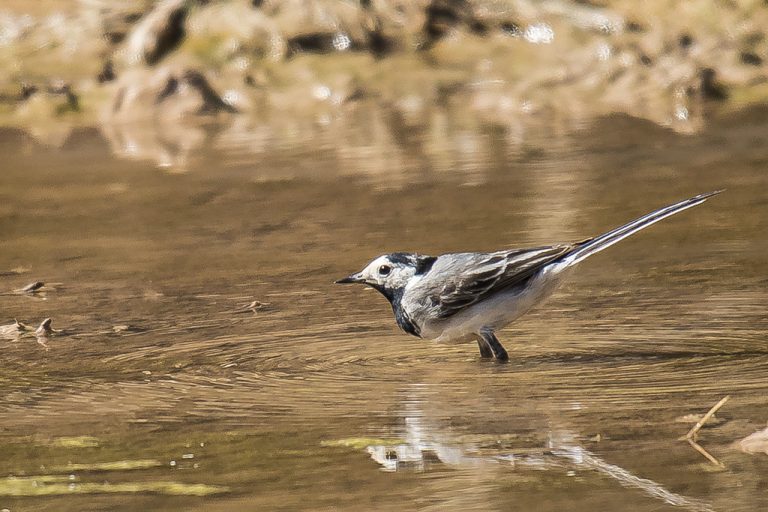 Motacilla alba - Lavandera blanca