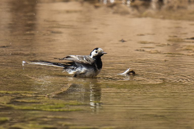 Motacilla alba - Lavandera blanca