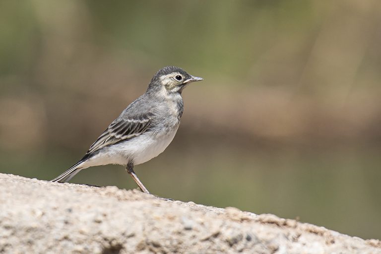 Motacilla alba - Lavandera blanca