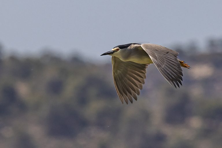 Nycticorax nycticorax - Martinete común