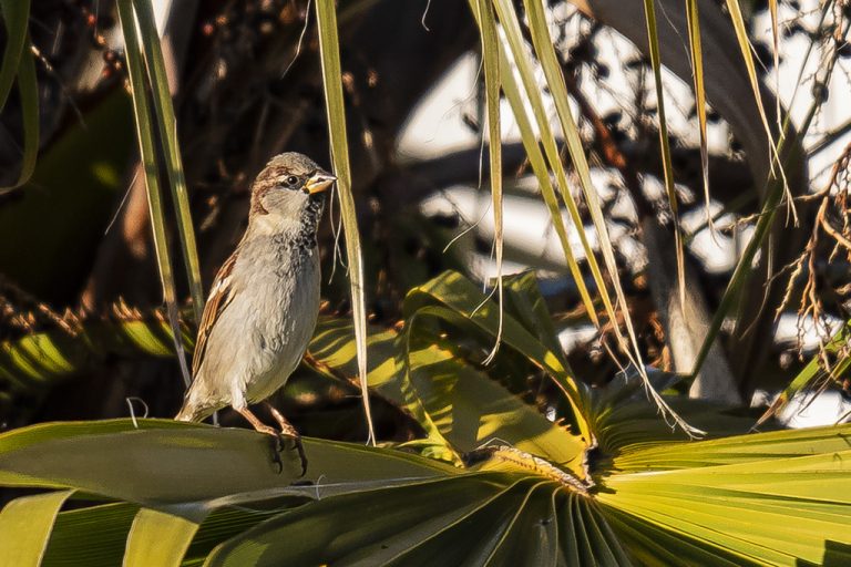 Passer domesticus - Gorrión común