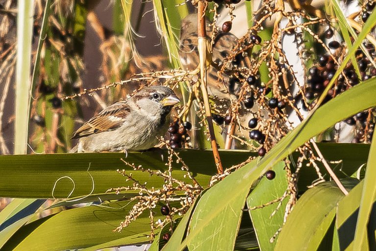 Passer domesticus - Gorrión común