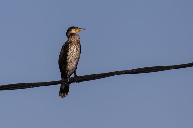 Phalacrocorax carbo - Cormorán grande