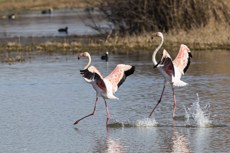 Phoenicopterus roseus - Flamenco rosa