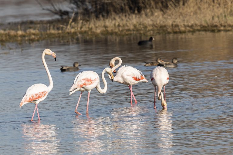 Phoenicopterus roseus - Flamenco rosa