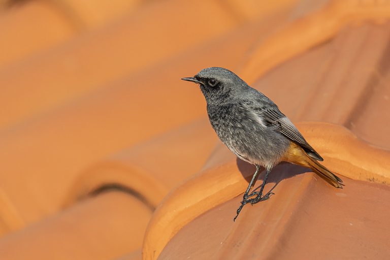 Phoenicurus ochruros - Colirrojo tizón