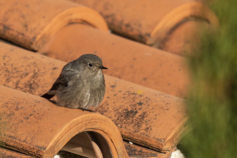 Phoenicurus ochruros - Colirrojo tizón