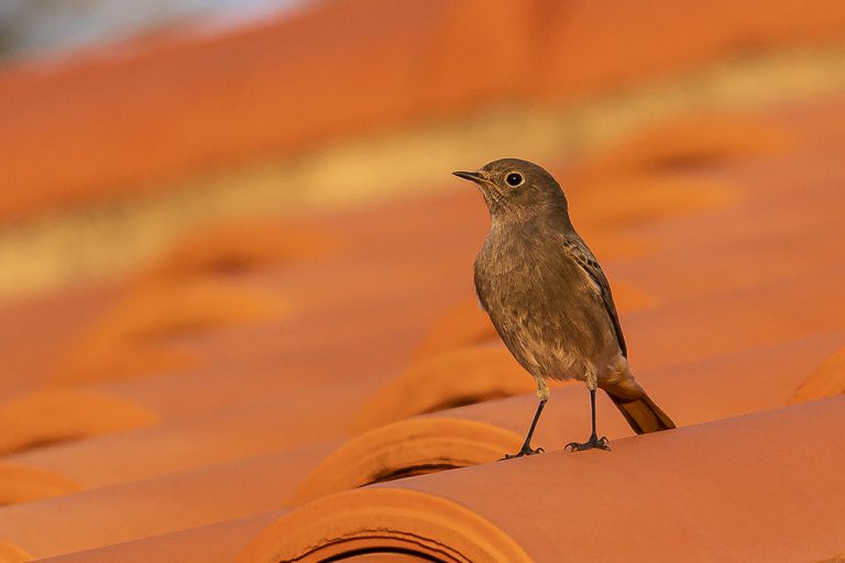 Phoenicurus ochruros - Colirrojo tizón