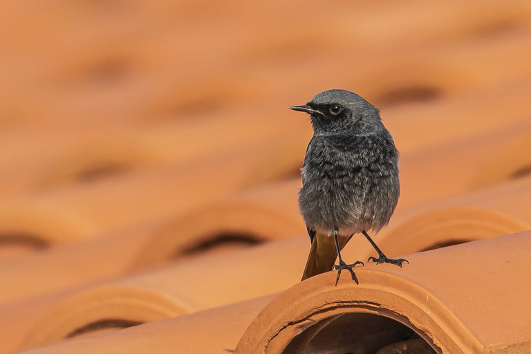 Phoenicurus ochruros - Colirrojo tizón