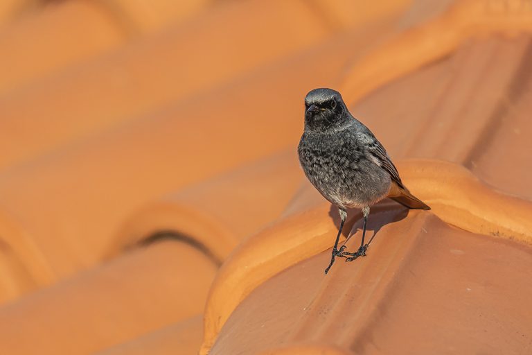 Phoenicurus ochruros - Colirrojo tizón