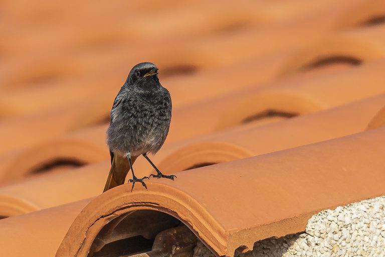 Phoenicurus ochruros - Colirrojo tizón