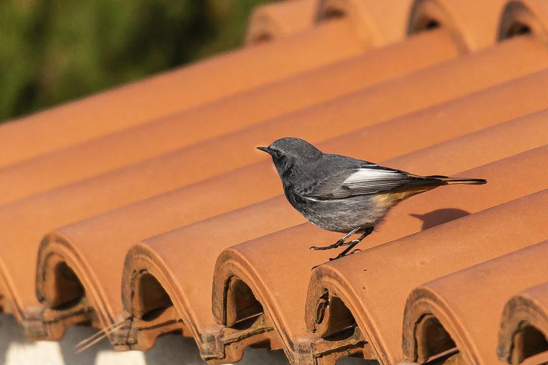 Phoenicurus ochruros - Colirrojo tizón