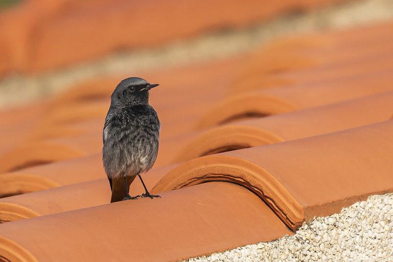 Phoenicurus ochruros - Colirrojo tizón