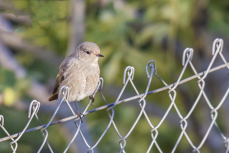 Phoenicurus ochruros - Colirrojo tizón