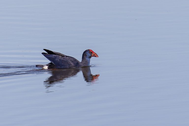 Gruiformes